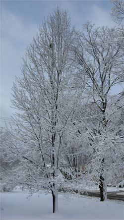 snowday.jpg
