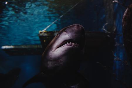 Cape Town Frustrated by Disappearance of Great White Sharks